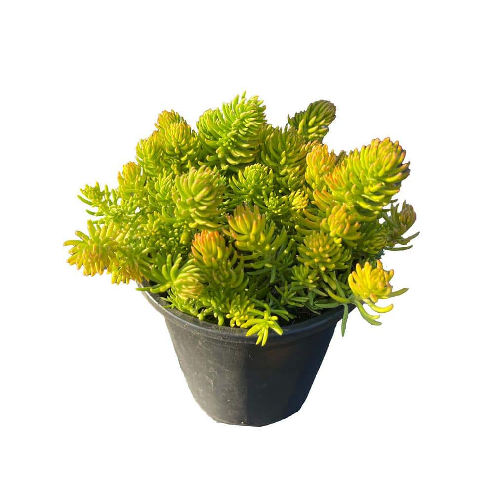 Zeus  Ruta Live Gold Sedum Planters in Separate in Pots Pet-Safe (1-Pack) BG-09