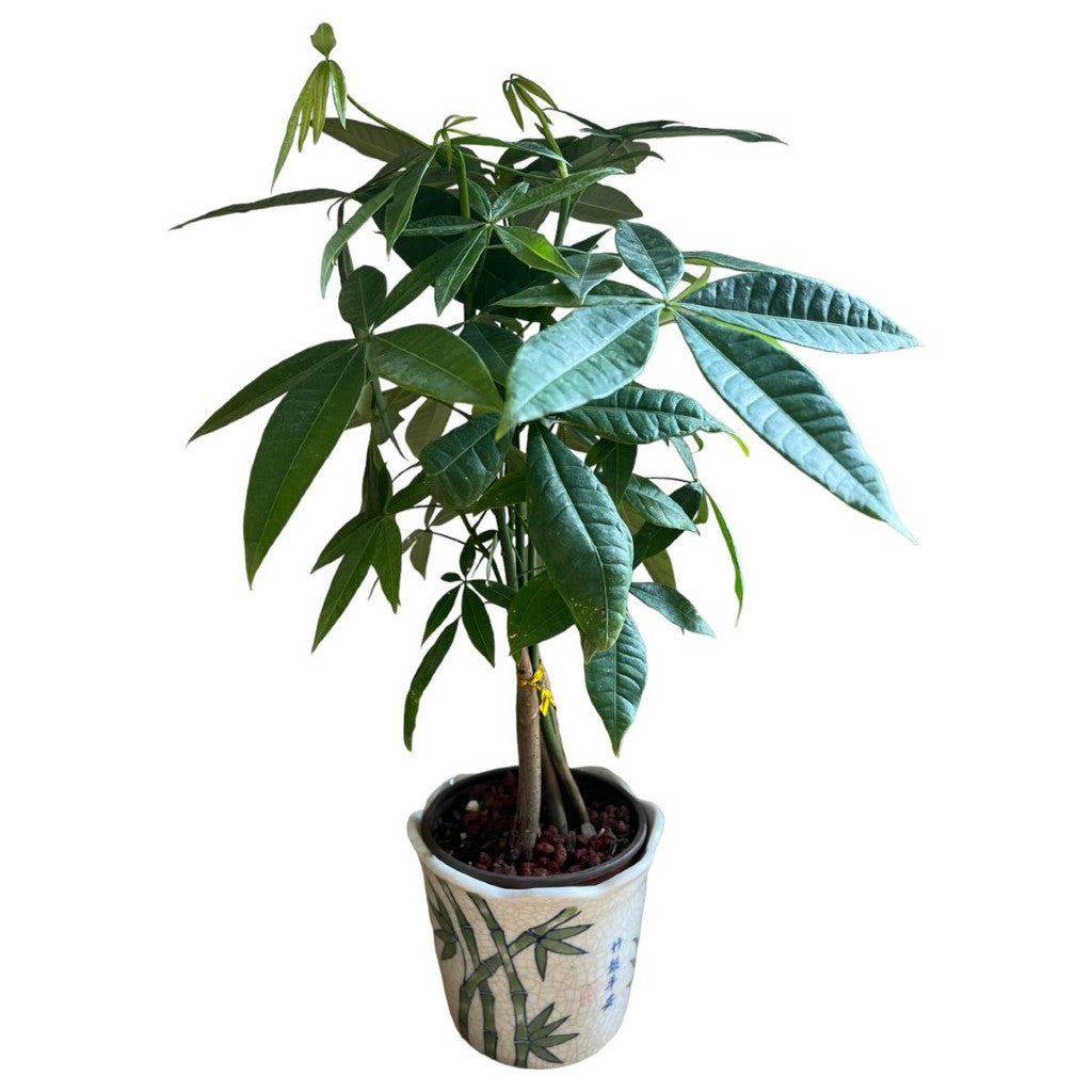 Live Plant: Bonsai Money Tree