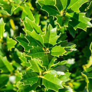 Perfect Plants 3-4 ft. Tall Oak Leaf Holly Tree in Grower's Pot Mature Holly THD00540