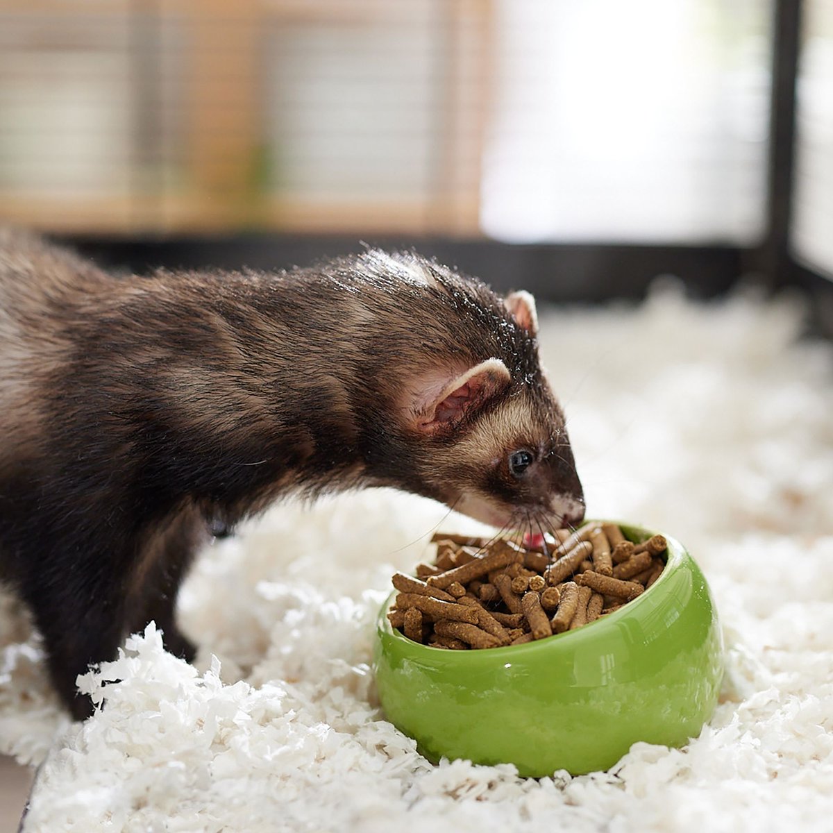 Marshall Premium Ferret Food