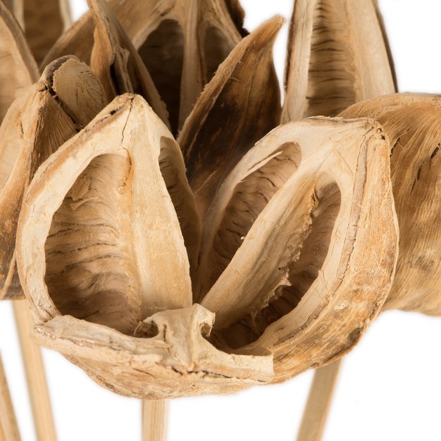 Sora Pod Attached To A Wood Stem， Dried 10 Pack