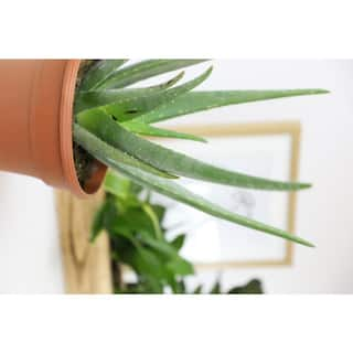 SMART PLANET 3.5 in. Aloe Vera Plant (3-Pack) 0881031