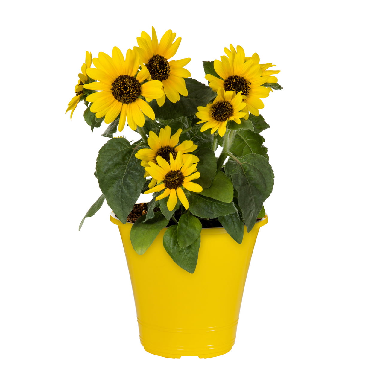 Sunfinity® 1.5G Yellow Sunflower Live Plant Annual with Grower Pot