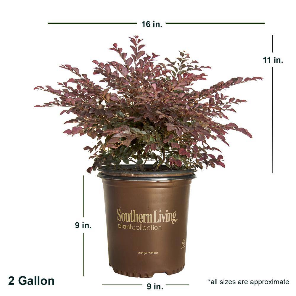 SOUTHERN LIVING 2 Gal. Purple Daydream Dwarf Loropetalum Evergreen Shrub with Purple Foliage Pink Ribbon Blooms 41992