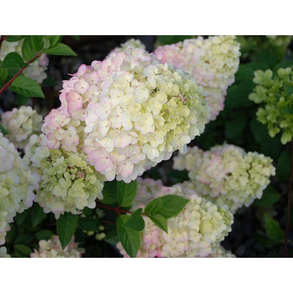 FIRST EDITIONS 3 Gal. Strawberry Sundae Hydrangea (Paniculata) Live Flowering Shrub White to Pink Flowers FEHYD3HSS1PK