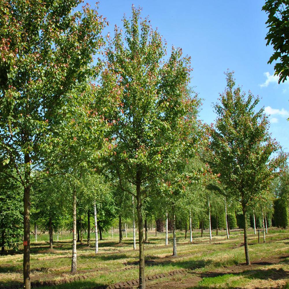 5 Gal. Summer Red Deciduous Maple Tree MAPSUM05G