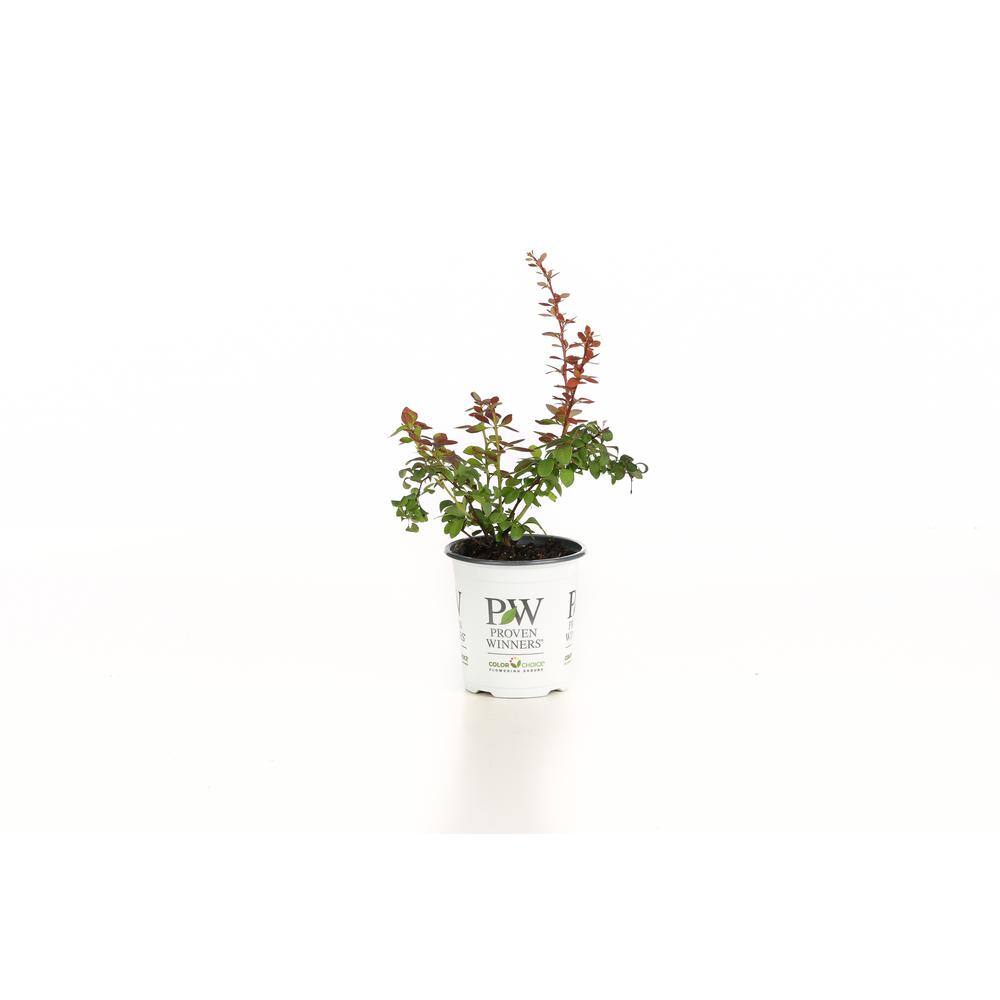 PROVEN WINNERS 4.5 in. qt. Sunjoy Tangelo Barberry (Berberis) Live Shrub Orange and Green Foliage BEBPRC1067800