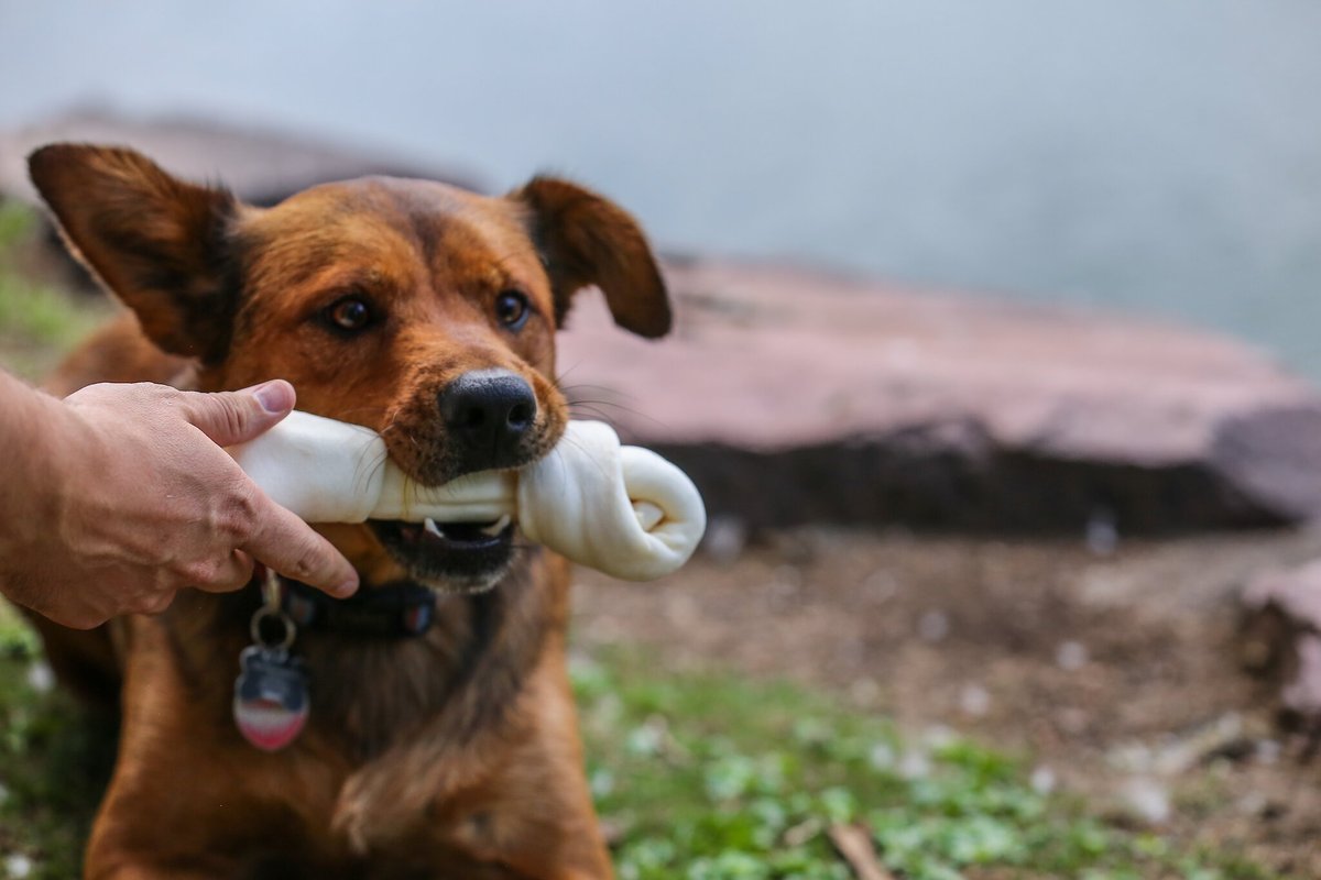 Top Dog Chews Knotted Rawhide Dog Bones