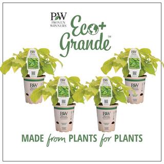 PROVEN WINNERS 4.25 in. Eco+Grande Sweet Caroline Sweetheart Lime Sweet Potato Vine (Ipomoea) Live Plant Lime Green Foliage (4-Pack) IPOPRW5197504