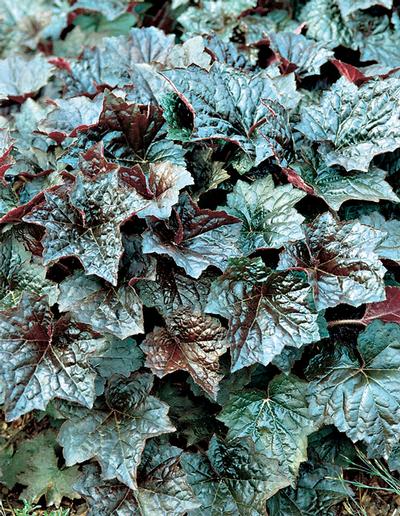 Heuchera Micrantha 'Palace Purple' Coral Bells