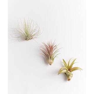 Shop Succulents Unique Air Plant (3-Pack) 3-AIRP-UNIQ-MED