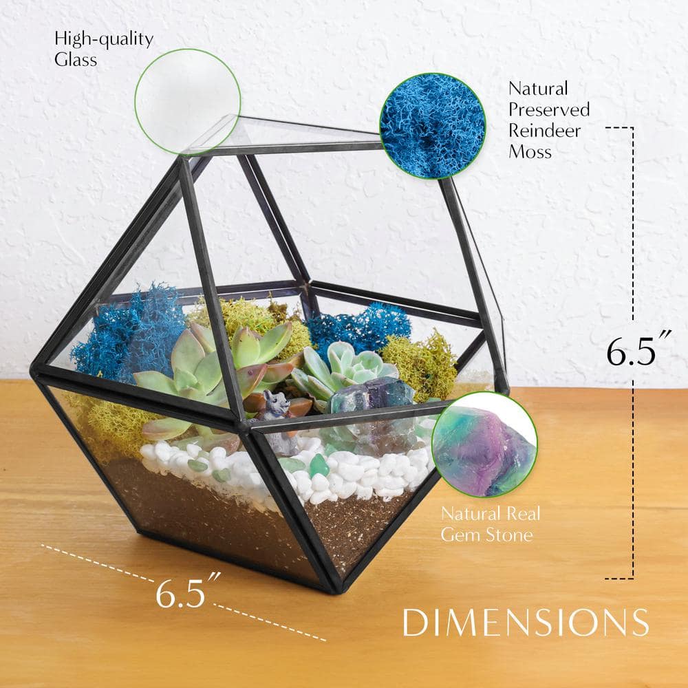 Creations by Nathalie Black Geometric Glass Terrarium Kit with Live Succulent BLK-GEOOG-WSUC