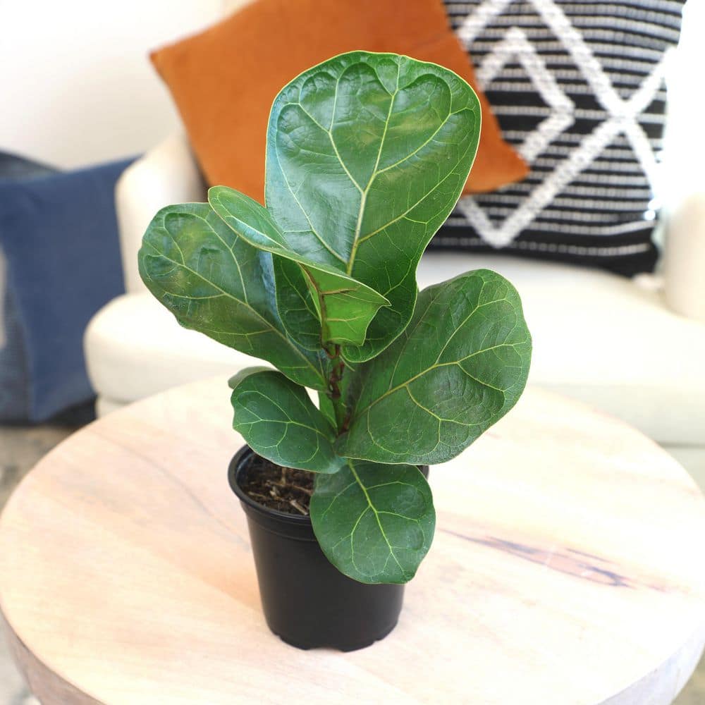 ALTMAN PLANTS 4.25 in. FICUS LYRATA - Fiddle Leaf Fig Houseplant 0880016