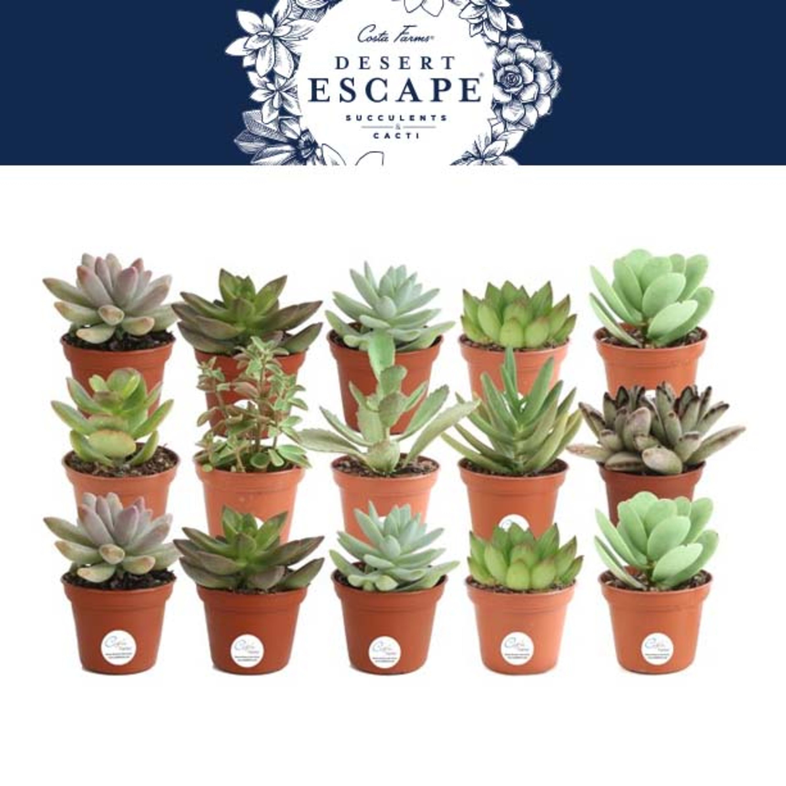 Costa Farms Desert Escape Live Indoor 2in. Tall Assorted Succulent; Bright， Direct Sunlight Plant in 2in. Grower Pot， 15-Pack