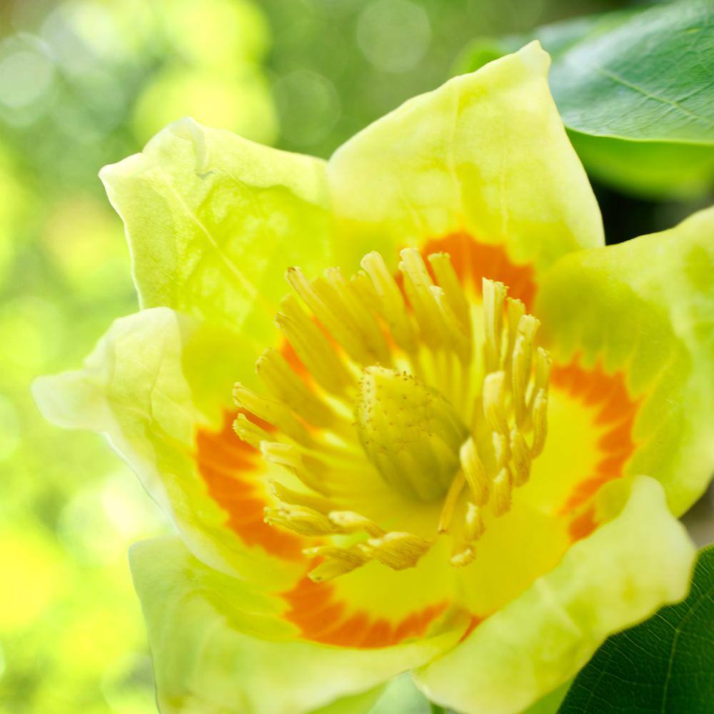 1 Gal. Tulip Poplar Deciduous Tree POPTUL01G