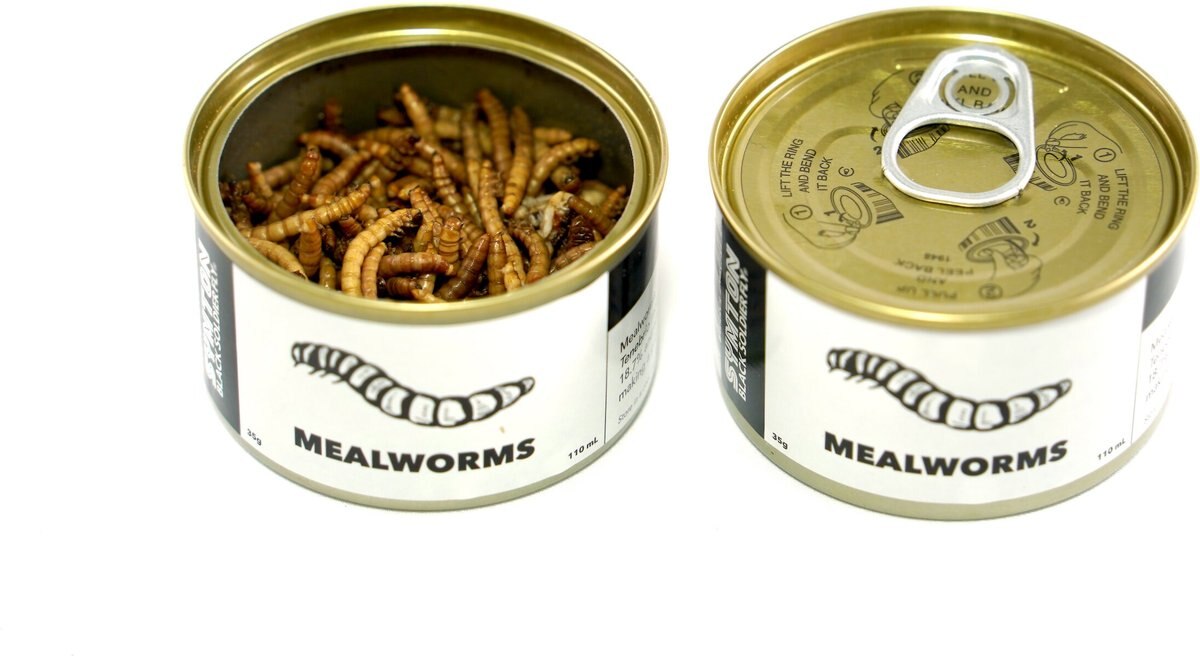 Symton Mealworms Canned Reptile Treats， 35-g， count of 3