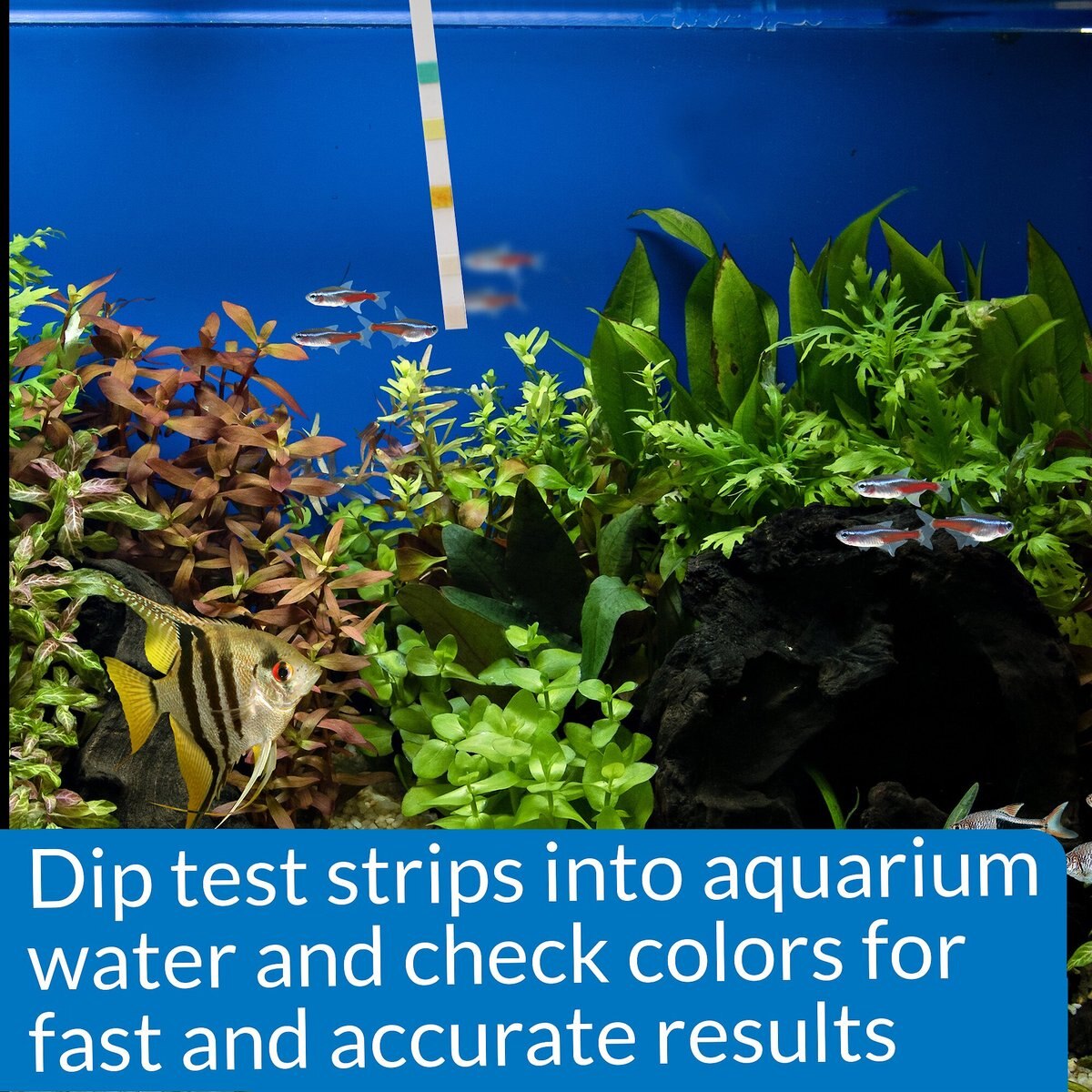 API 5 in 1 Freshwater and Saltwater Aquarium Test Strips