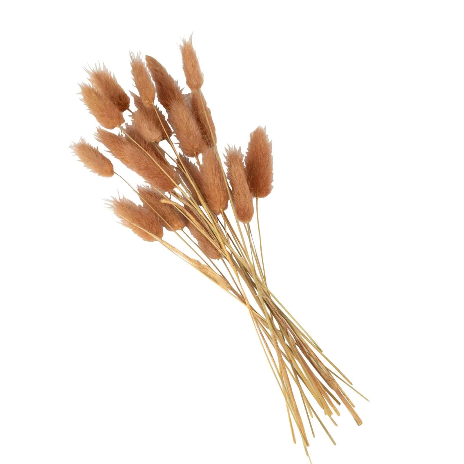 50 Pack Brown Rabbit Tail Dried Pampas Grass Flower Bouquets, Boho Stem Arrangements 15