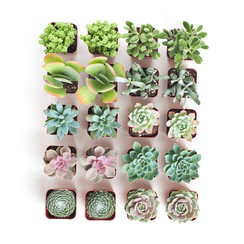 Shop Succulents 2 in. Premium Pastel Succulent (Collection of 20) P20