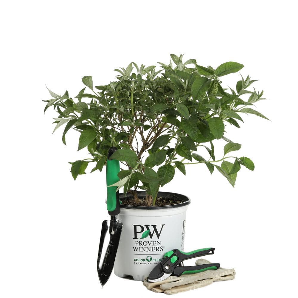 PROVEN WINNERS 1 Gal. Miss Violet Butterfly Bush (Buddleia) Live Shrub Purple Flowers BUDPRC1196101