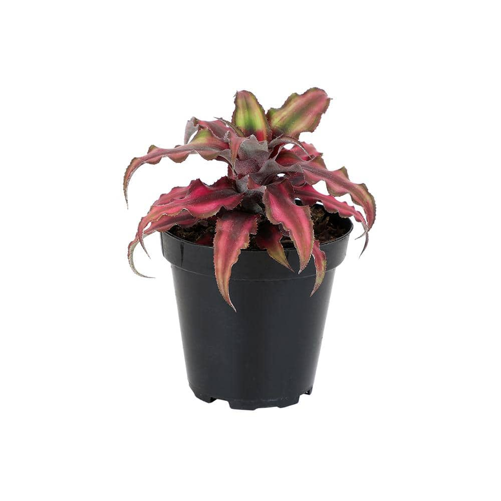 SMART PLANET 9 cm Cryptanthus Bivittatus Red 0872358