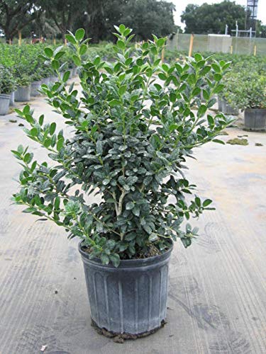 Dwarf Burford Holly