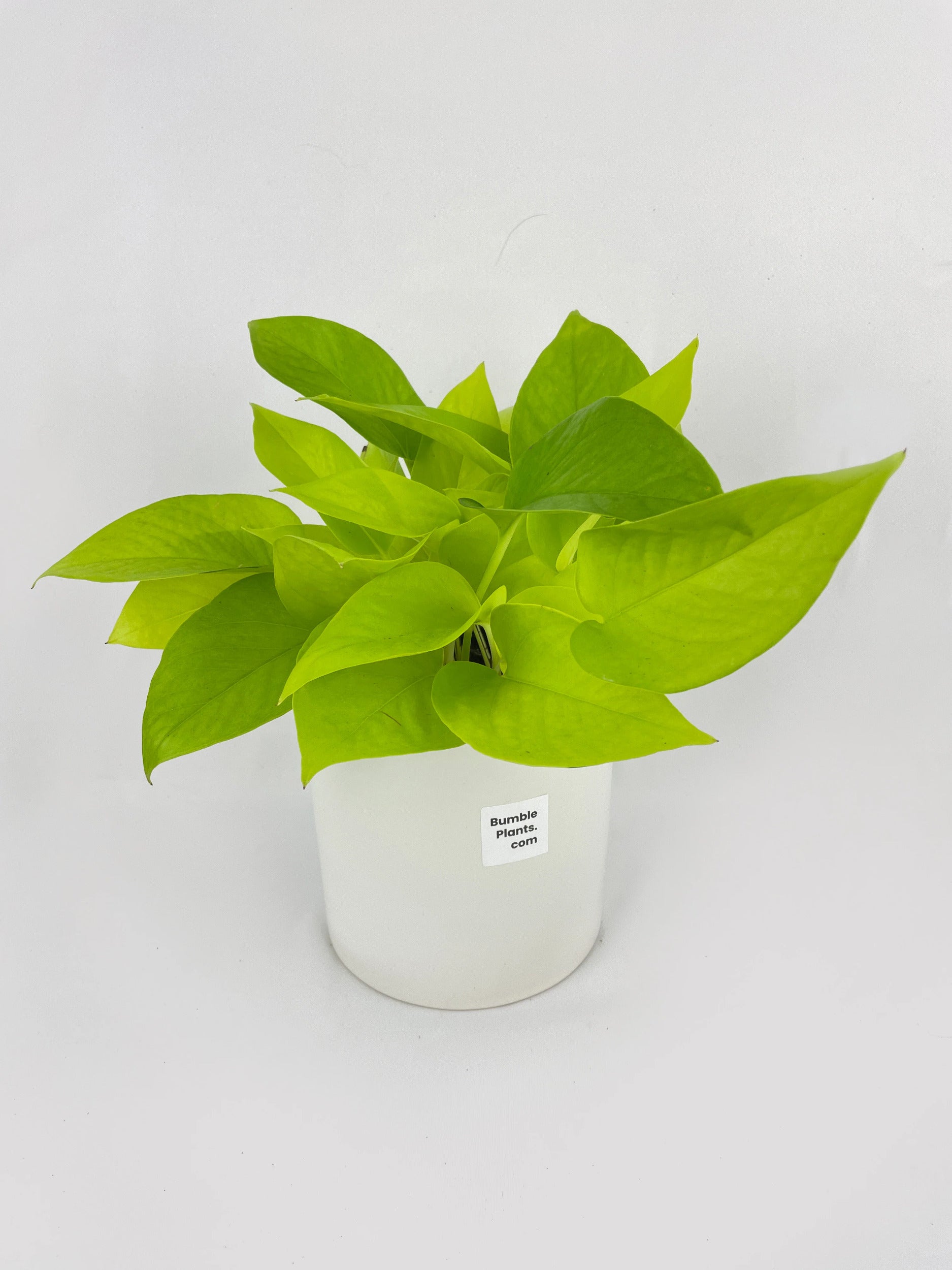 Neon Lemon Lime Pothos