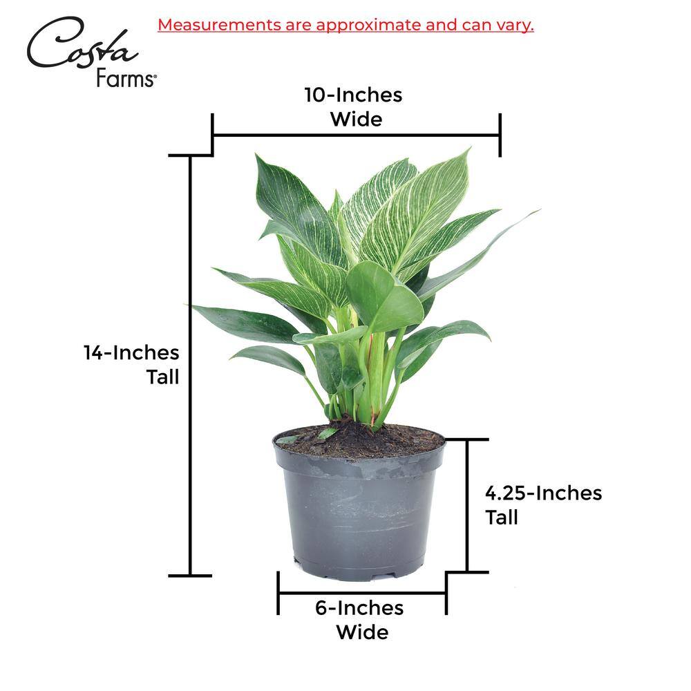 Costa Farms Philodendron Birkin Indoor Plant in 6 in. Ceramic Pot Avg. Shipping Height 1-2 ft. Tall CO.3.PHBIR.TT