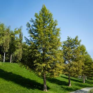 5 Gal. Bald Cypress Deciduous Tree CYPBAL05G