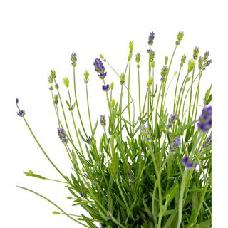 2.5 Qt. English Blue Perennial Lavender Angustifolia (2-Pack) 1083