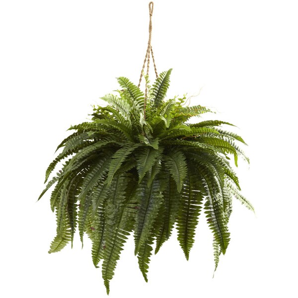 Double Giant Boston Fern Hanging Basket