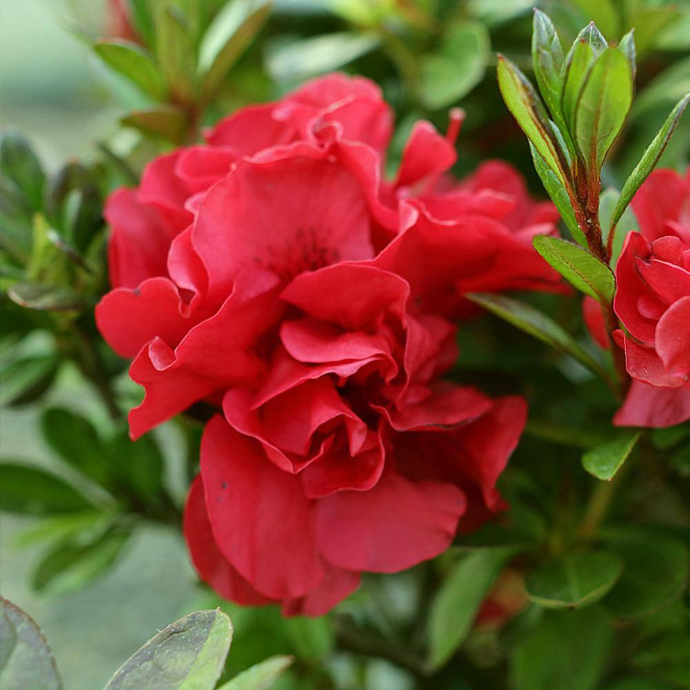 Brighter Blooms 3 Gal. Autumn Fire Encore Azalea Flowering Shrub ENC-FIR3