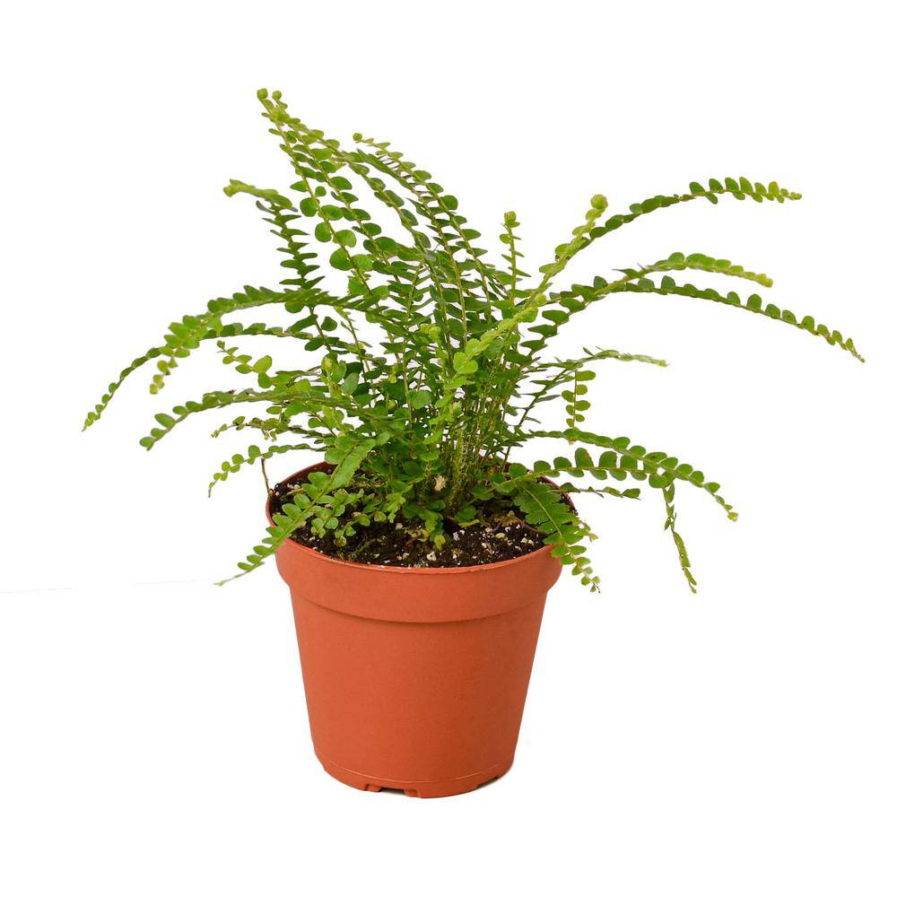 Lemon Button Fern (Nephrolepis cordifolia) Plant in 4 in. Grower Pot 4_FERN_LEMON.BUTTON