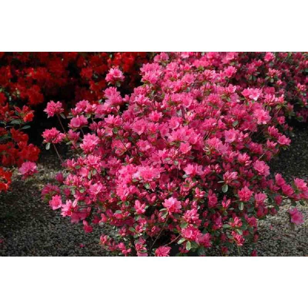 BELL NURSERY 1 Gal. Tradition Azalea Live Flowering Evergreen Shrub Pink Flowers AZLEA1TRA1PK