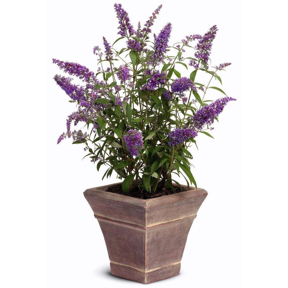 national PLANT NETWORK 2.25 Gal. Buddleia Black Knight Flowering Shrub with Purple Blooms HD7120