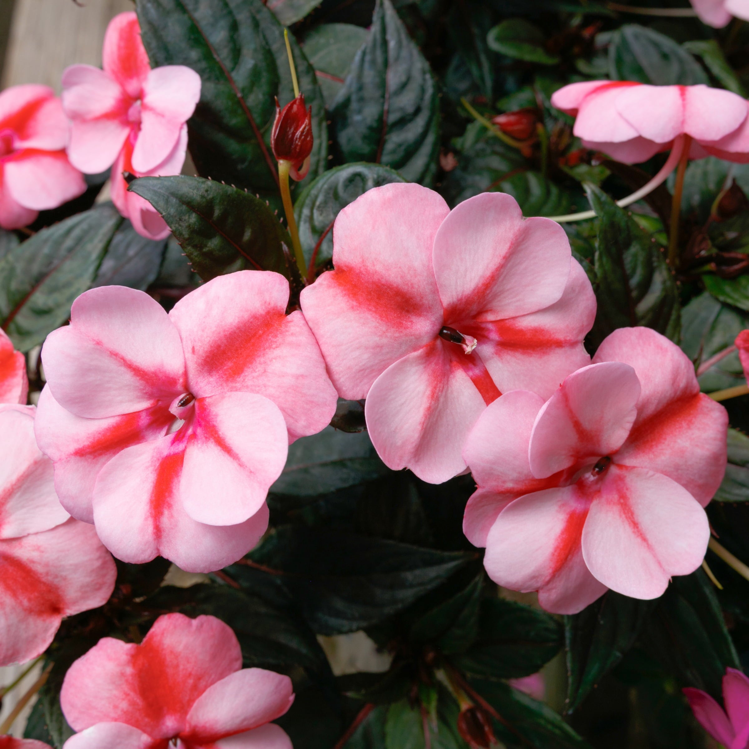 Impatiens， Next Generation SunPatiens® Vigorous Peach Candy - 3 piece