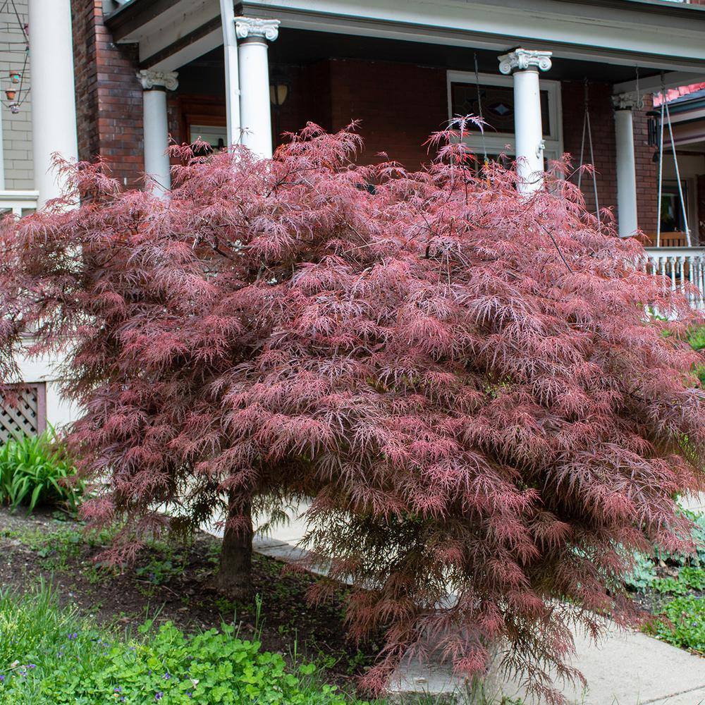 Perfect Plants 3 ft. to 4 ft. Tall Weeping Tamukeyama Japanese Maple Tree in Grower's Pot Elegant Flowing Red Foliage THD00557