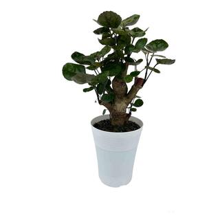 EVERBLOOM GROWERS INC. 5 in. Fabian Aralia (Polyscias Scutellaria) Plant in Deco Pot EBG5FABN