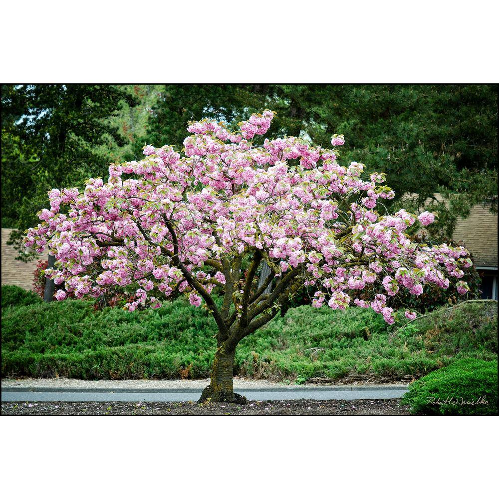 Online Orchards Kwanzan Cherry Blossom Tree Bare Root FLCH001