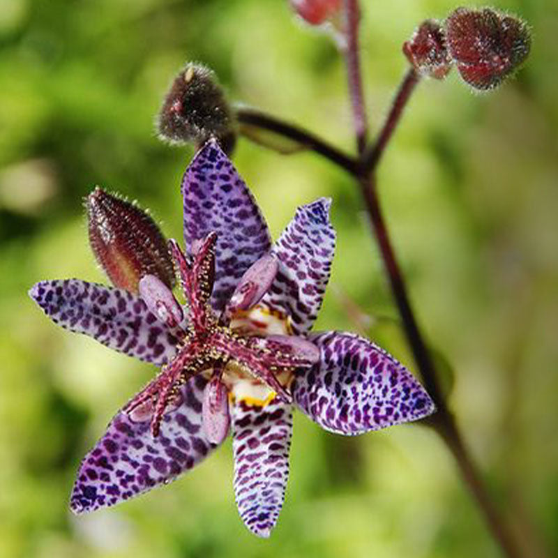 Blue Wonder Toad Lily