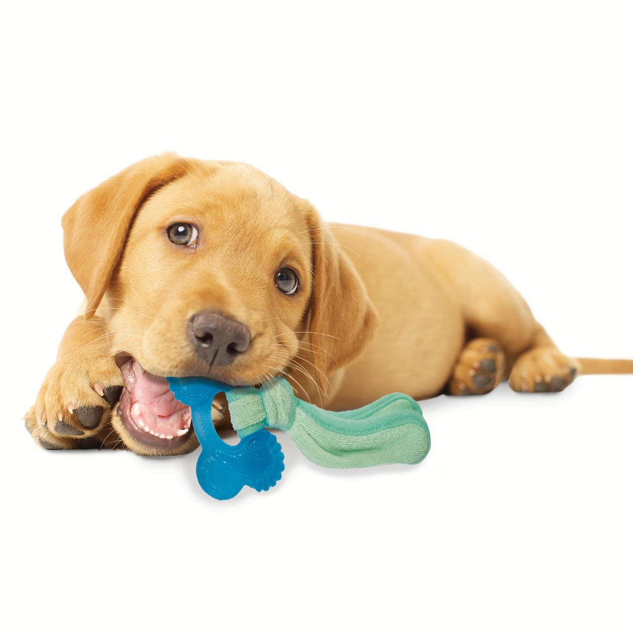 Nylabone Puppy Chew Freezer Dog Bone Peanut Butter Flavor Small/Regular - Up to 25 lbs.