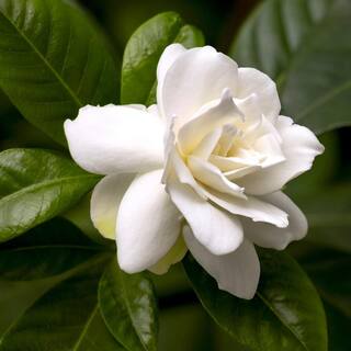 national PLANT NETWORK 10 in. Braided Gardenia Plant in Grower Container-1 Piece HD1499