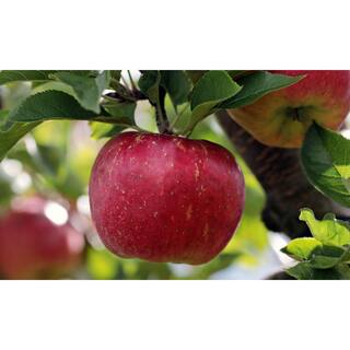 Online Orchards 3 ft. Gala Apple Tree with Sweet and Large Mottled Red Fruit FTAP204