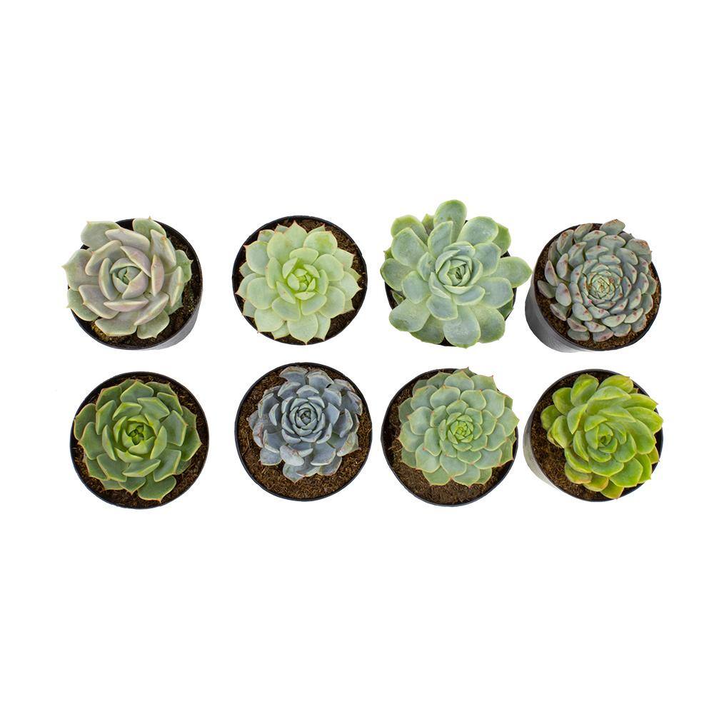 SMART PLANET 2.5 in. Echeveria Collection Plant (8-Pack) 0880055