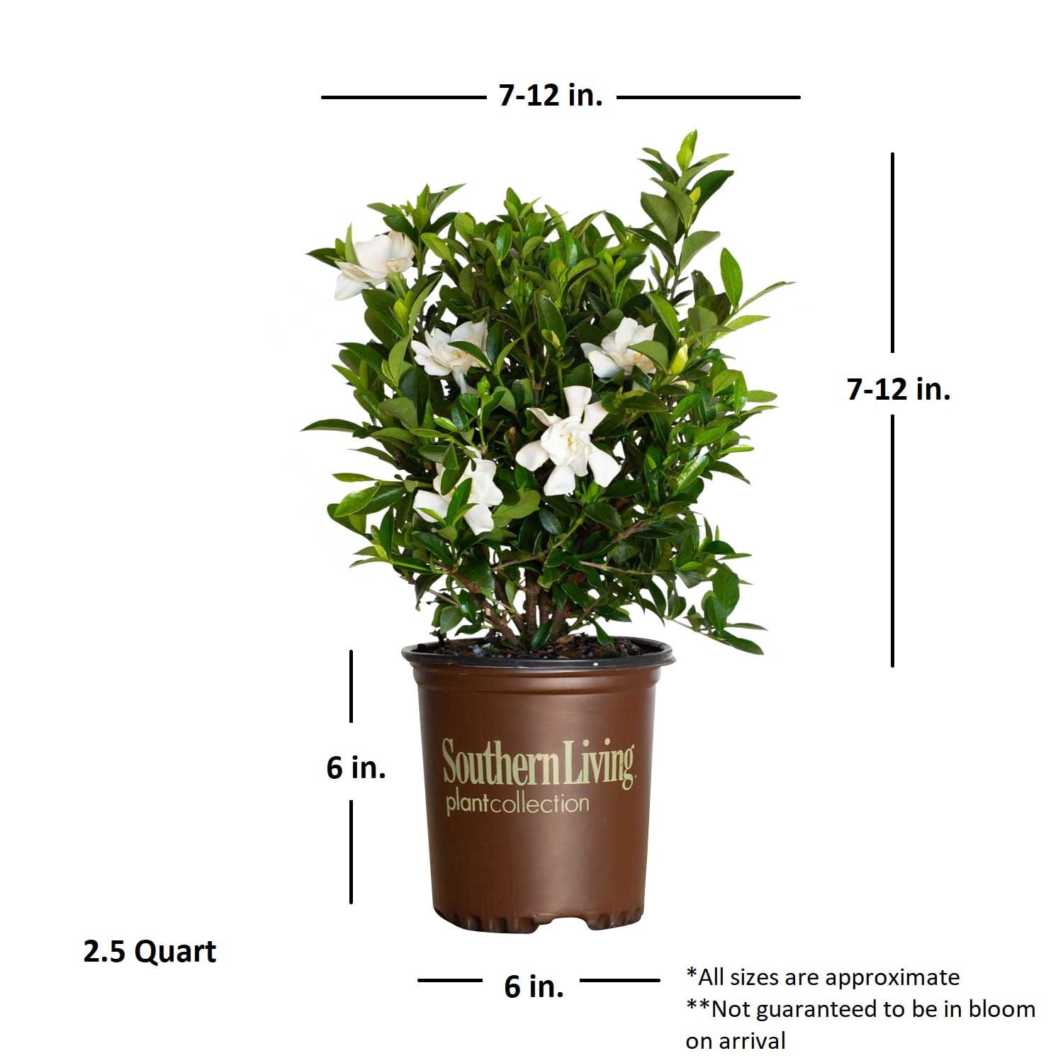 Jubilation Gardenia (2.5 Quart) Flowering Evergreen Shrub with Fragrant White Blooms - Full Sun to Part Shade Live Outdoor Plant / Bush - Southern Living Plant Collection