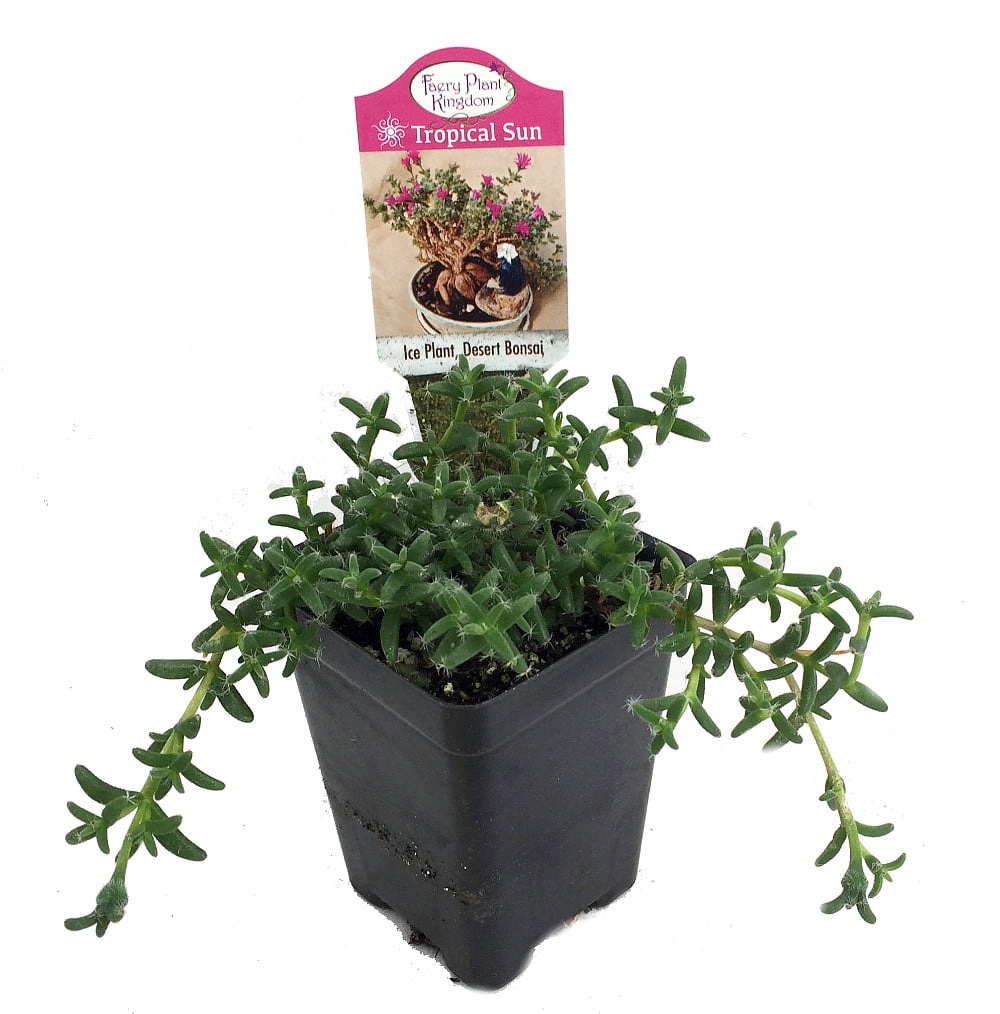 Desert Bonsai Ice Plant - Trichodiadema - House Plant or Fairy Garden - 2.5