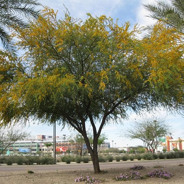 Acacia Farnesiana, Sweet Acacia - 0.5 kg Seeds