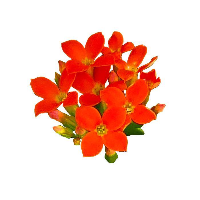 Vigoro 1 Qt. Kalanchoe Petero Orange Live Annual Plant (1-Pack) 1601