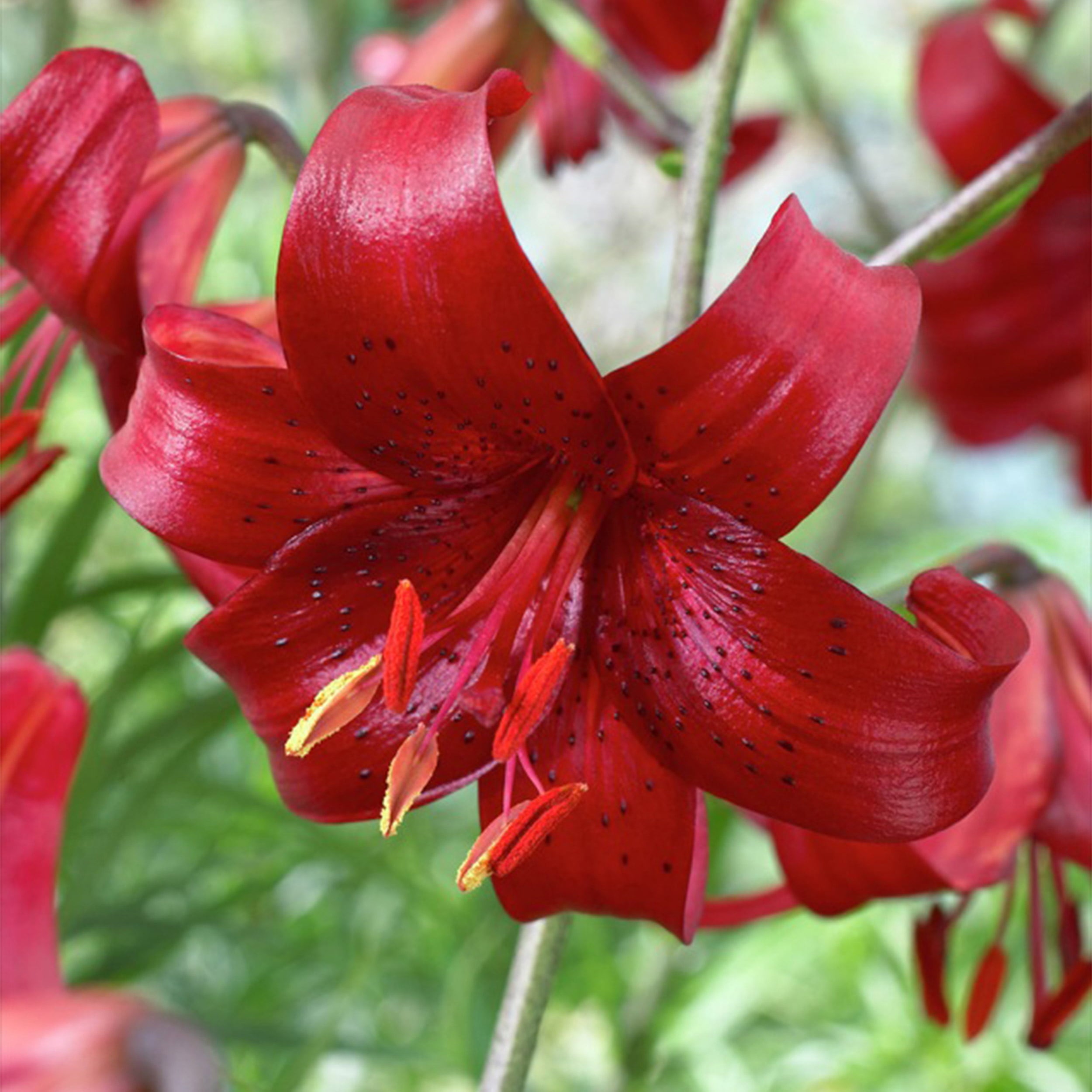 Garden State Bulb Asiatic Lily Red Velvet Flower Bulbs， 14/16cm (Bag of 10)