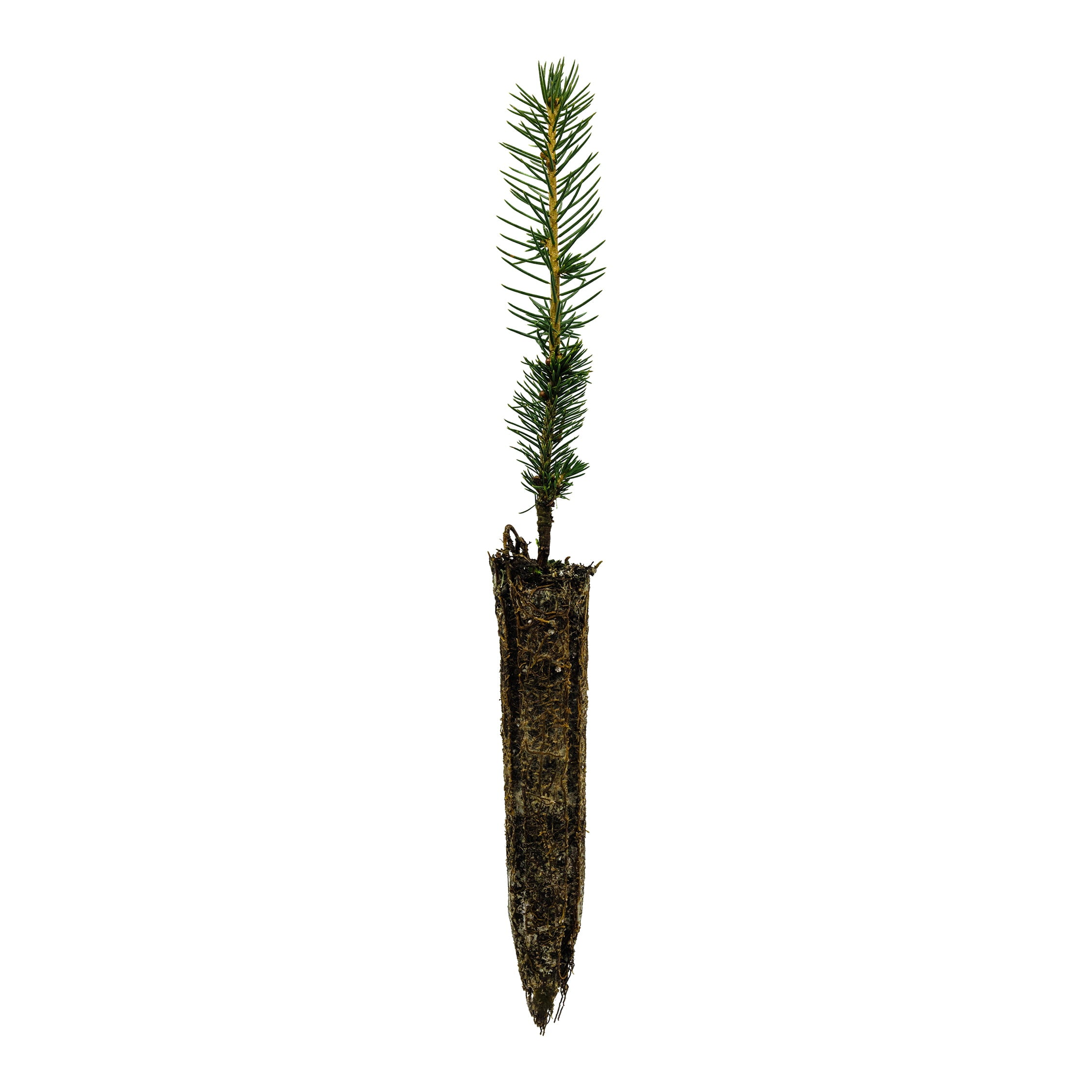 Sitka Spruce | Small Tree Seedling | The Jonsteen Company